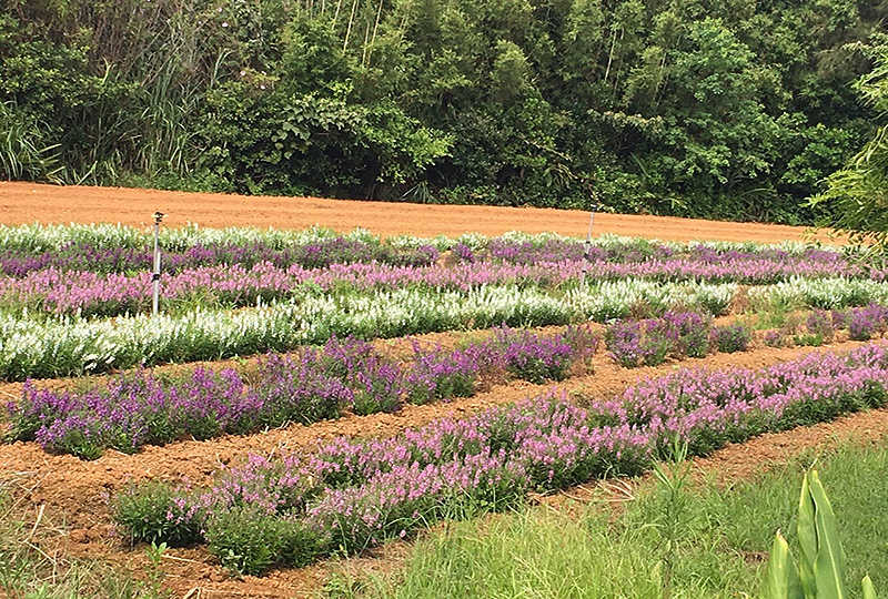 蓮饗．田園食旅二日遊