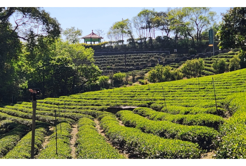 大北坑茶香景觀漫旅