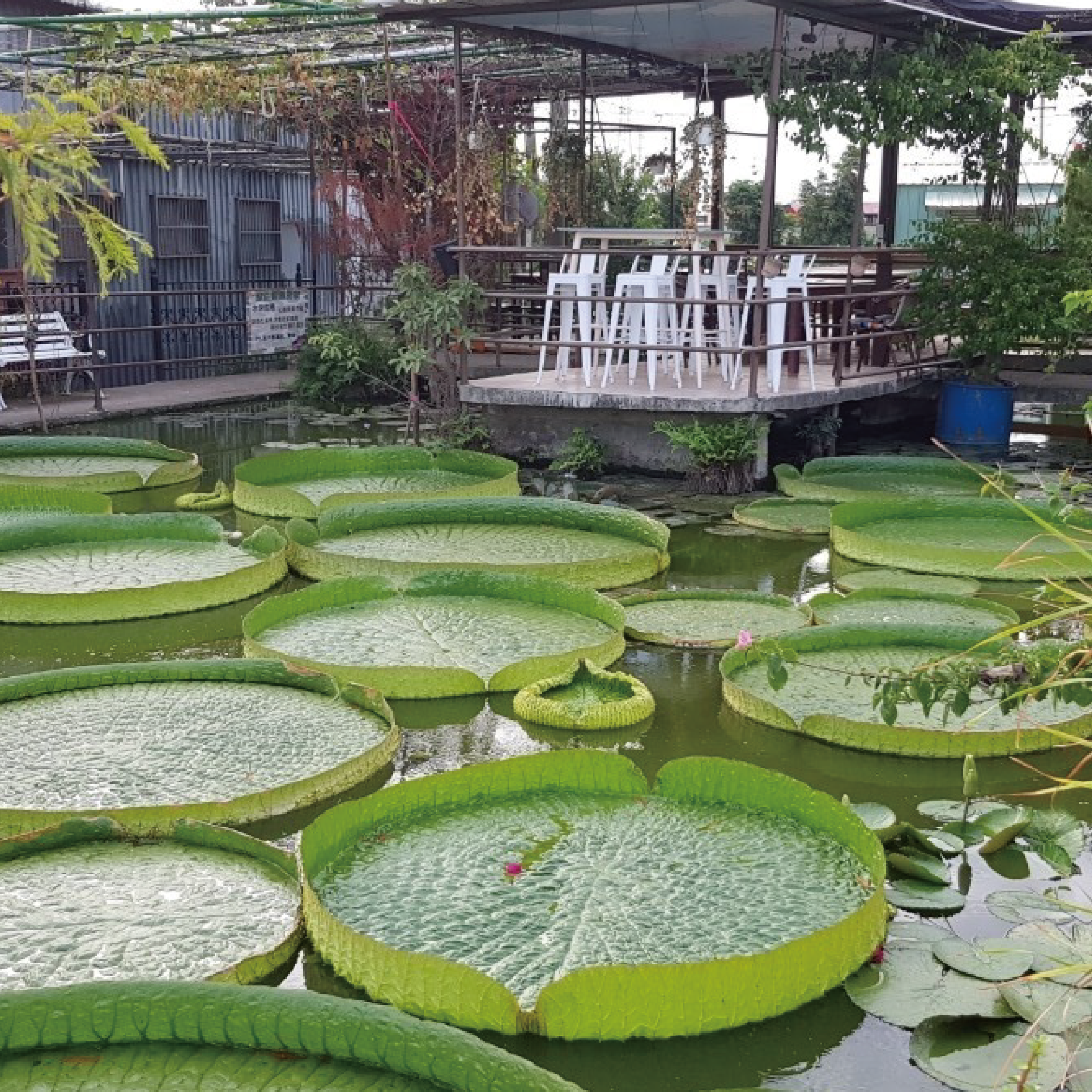 康莊蓮園(民宿)