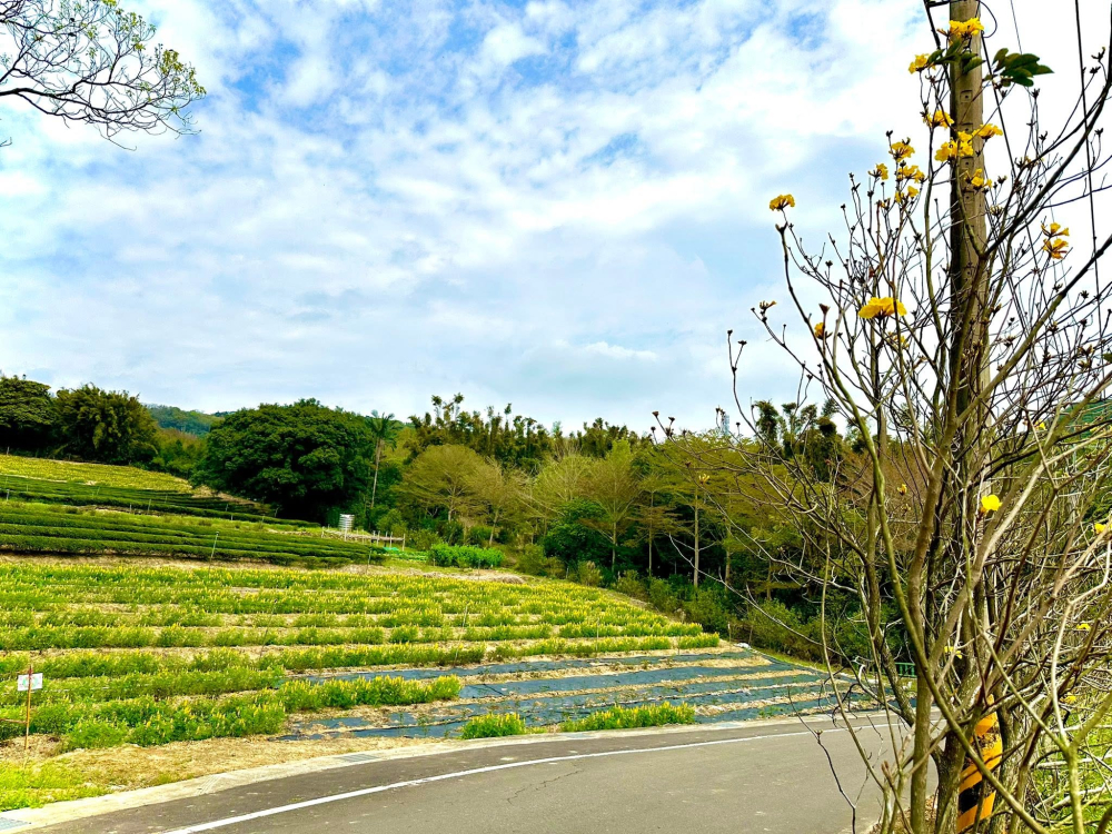 三水茗園