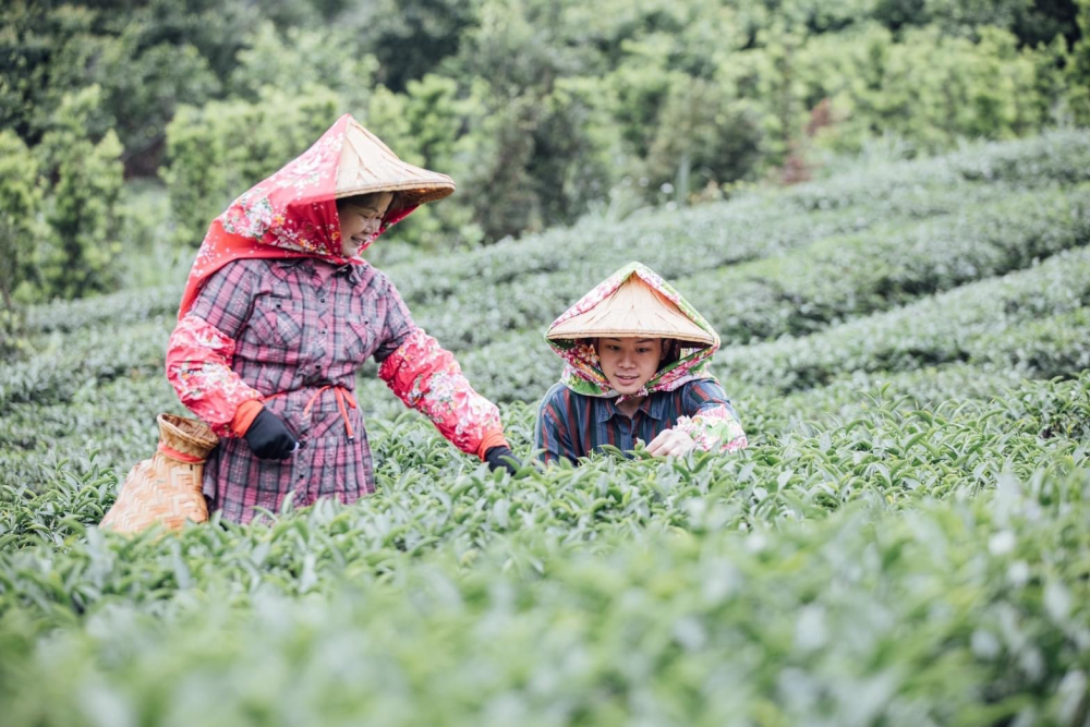 羽泰製茶廠