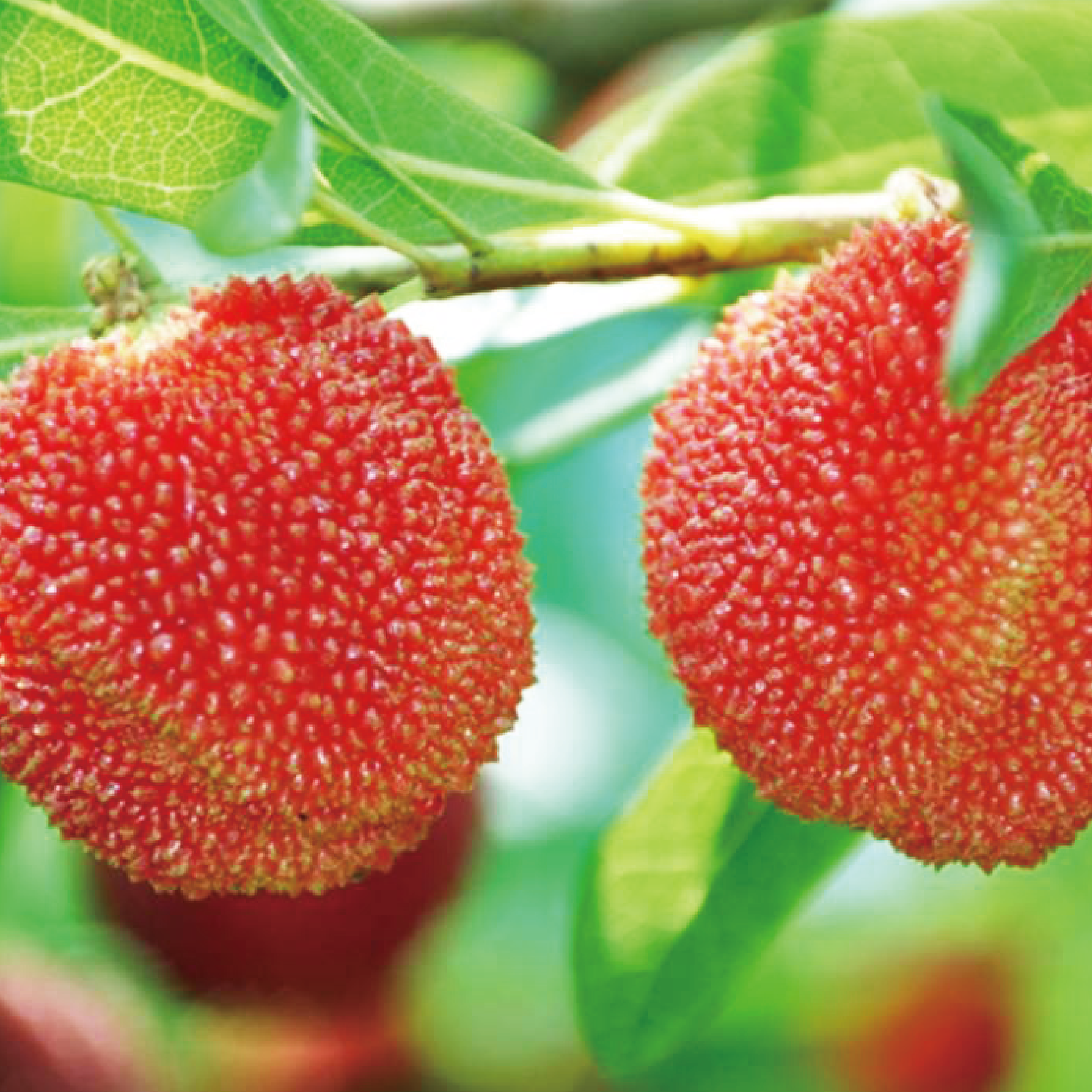 金湖岸果樹種苗