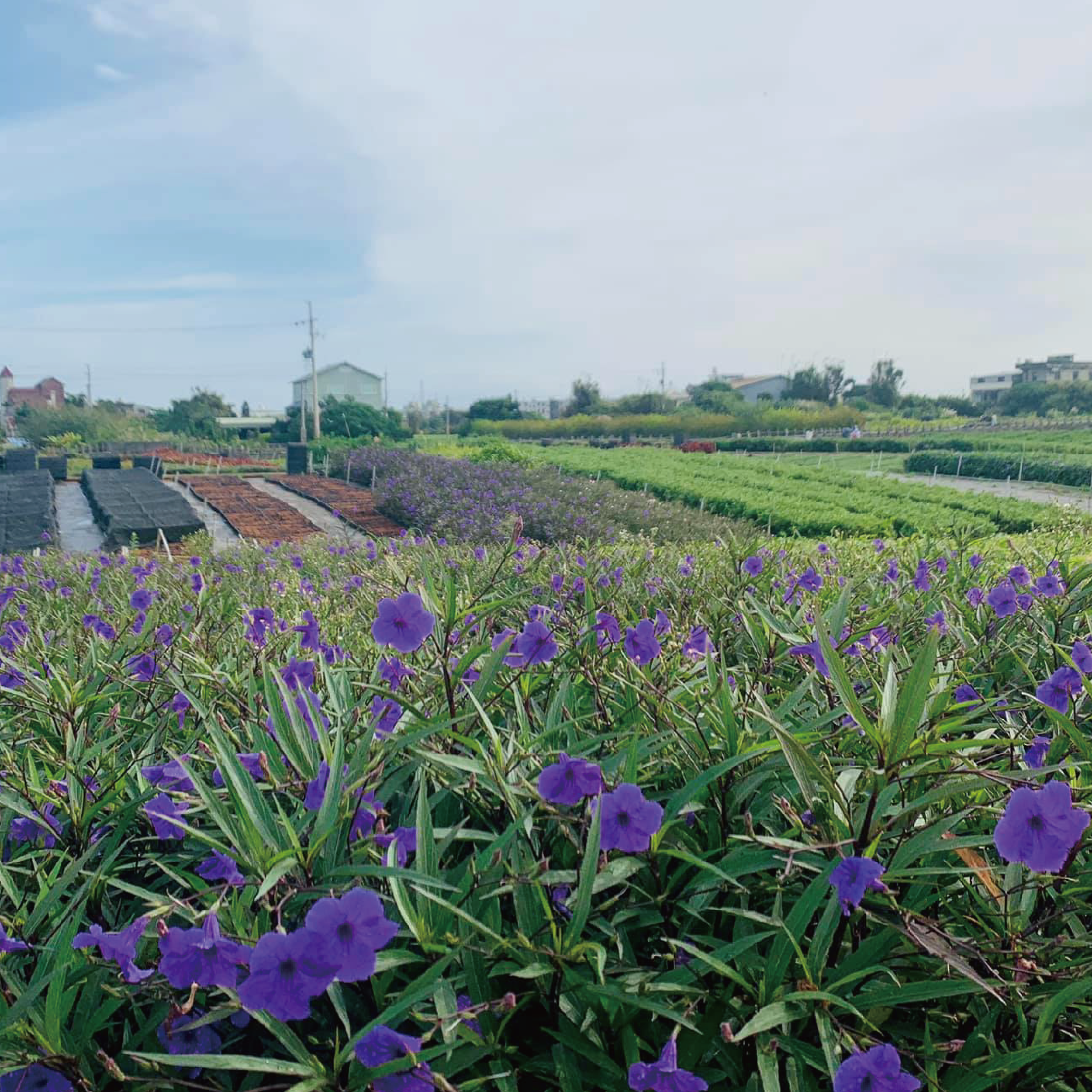 金湖花卉農園