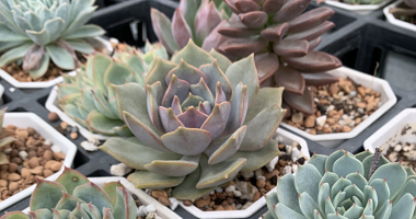 【八德草花園】多肉植物