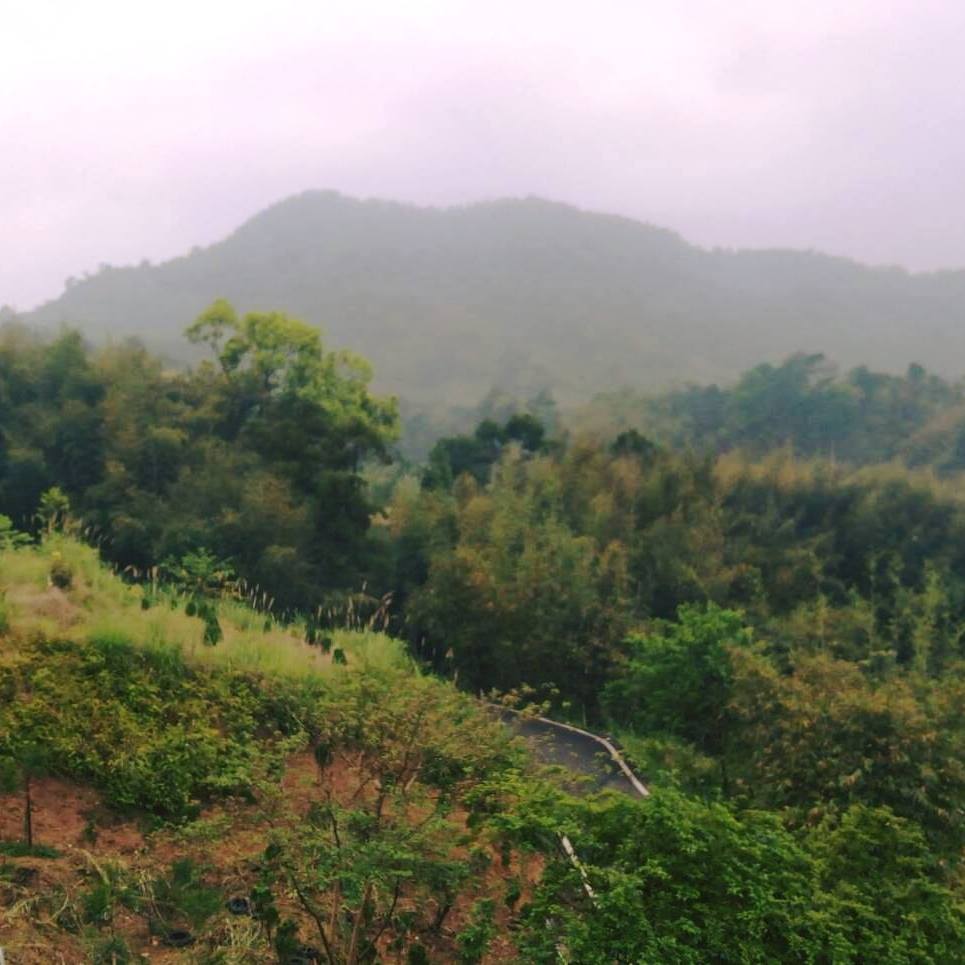 白雲山林